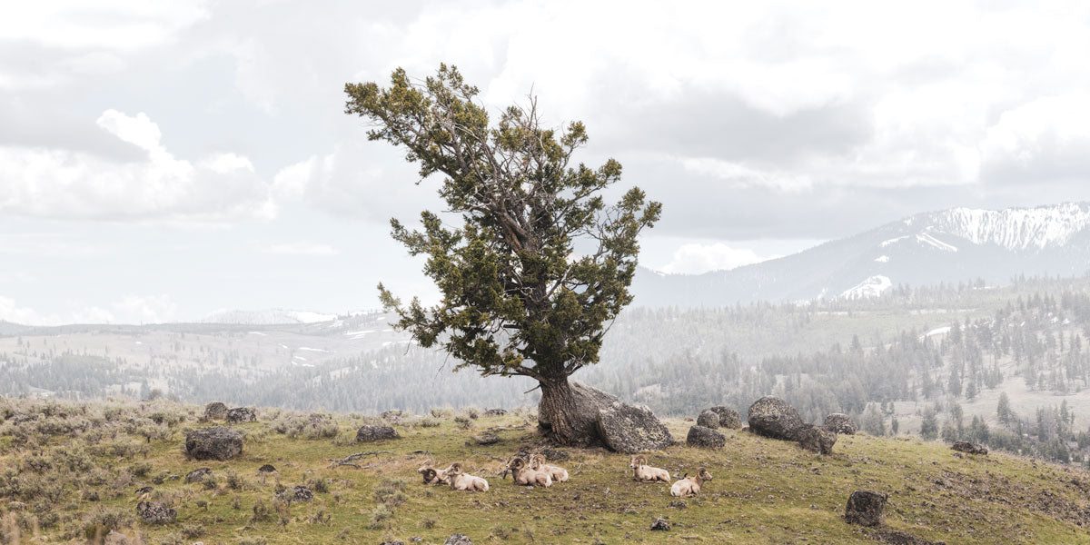 Beneath the Windswept Tree