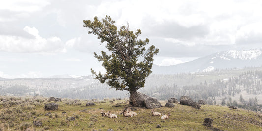 Beneath the Windswept Tree