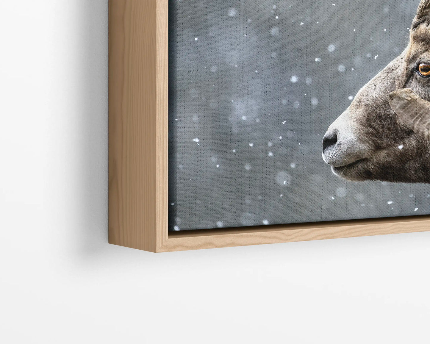 Bighorn Gaze