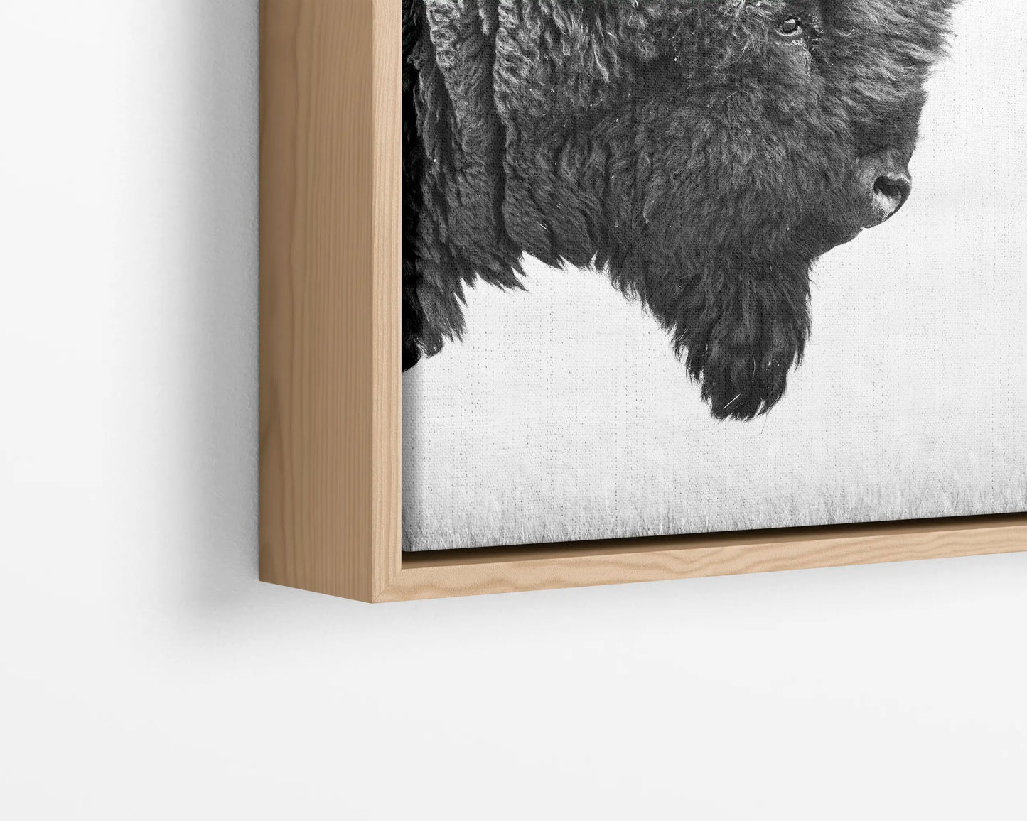 Bison's Gaze