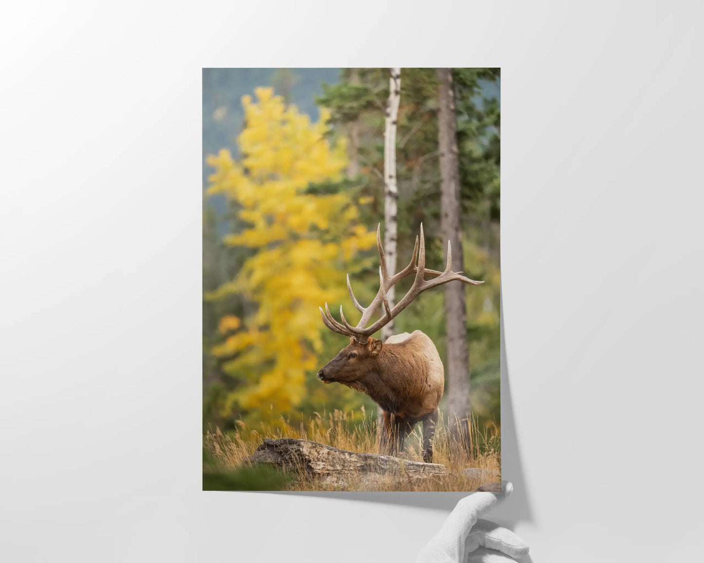 Elk in Fall Colours