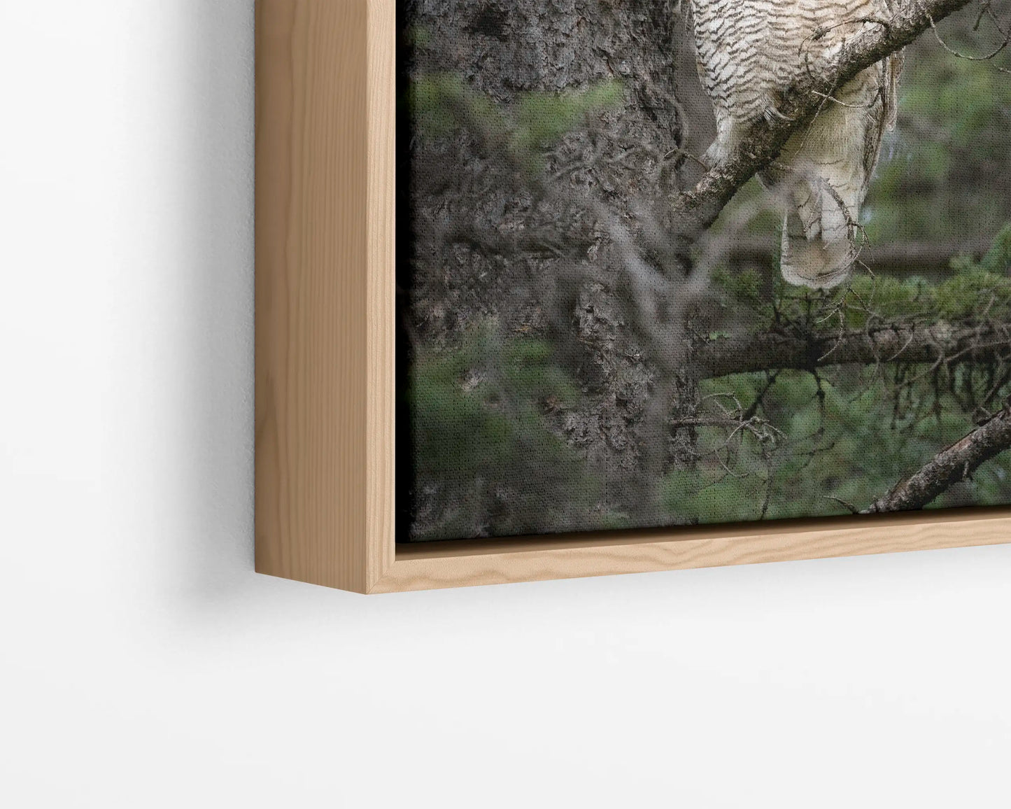 Great Horned Owl Portrait