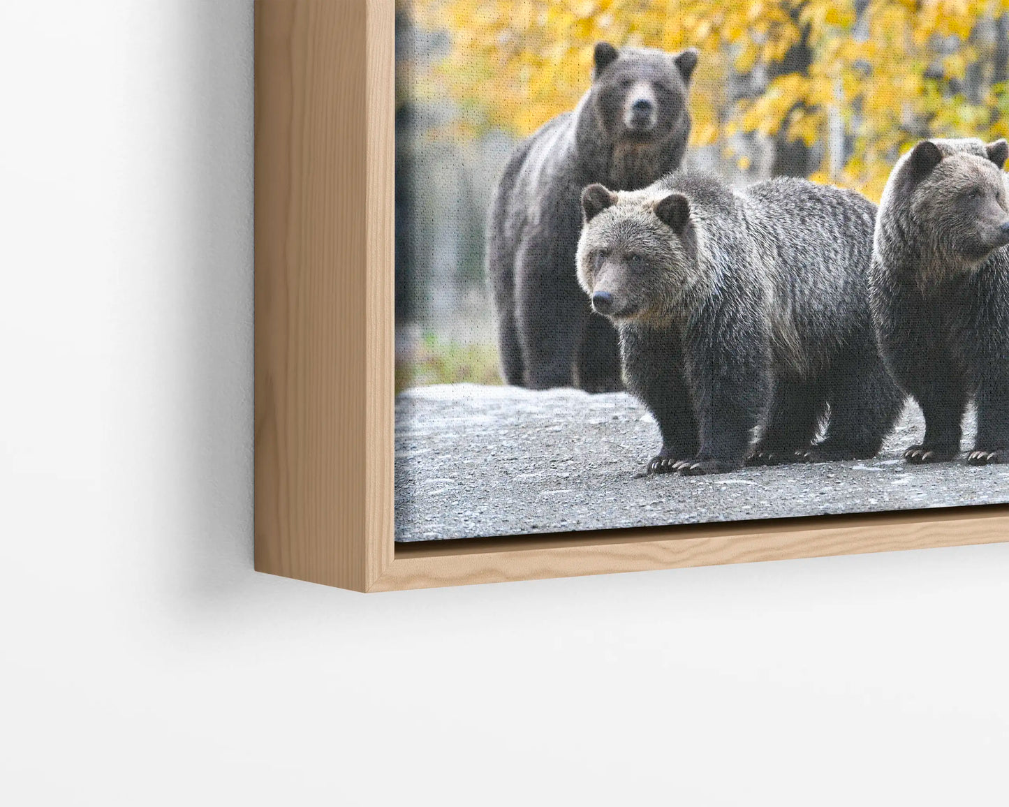 Millenial Bears