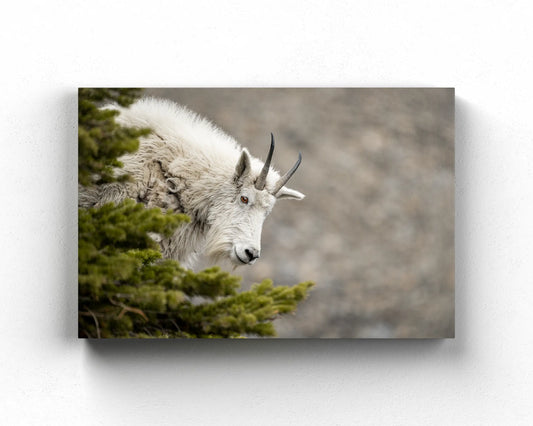 Mountain Goat Gaze