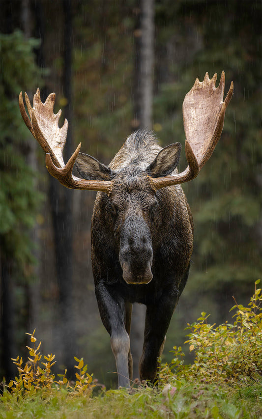 Ritual Of Rain - Bull Moose