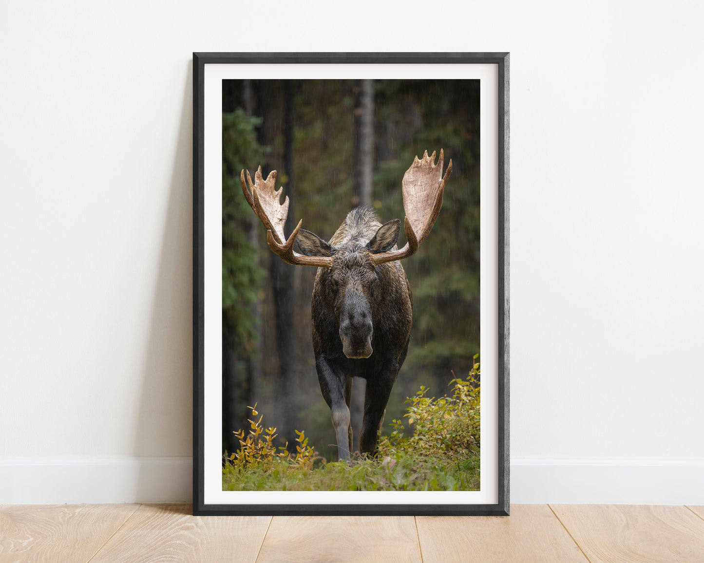 Ritual Of Rain - Bull Moose