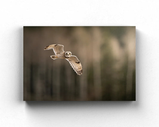 Short Eared Owl