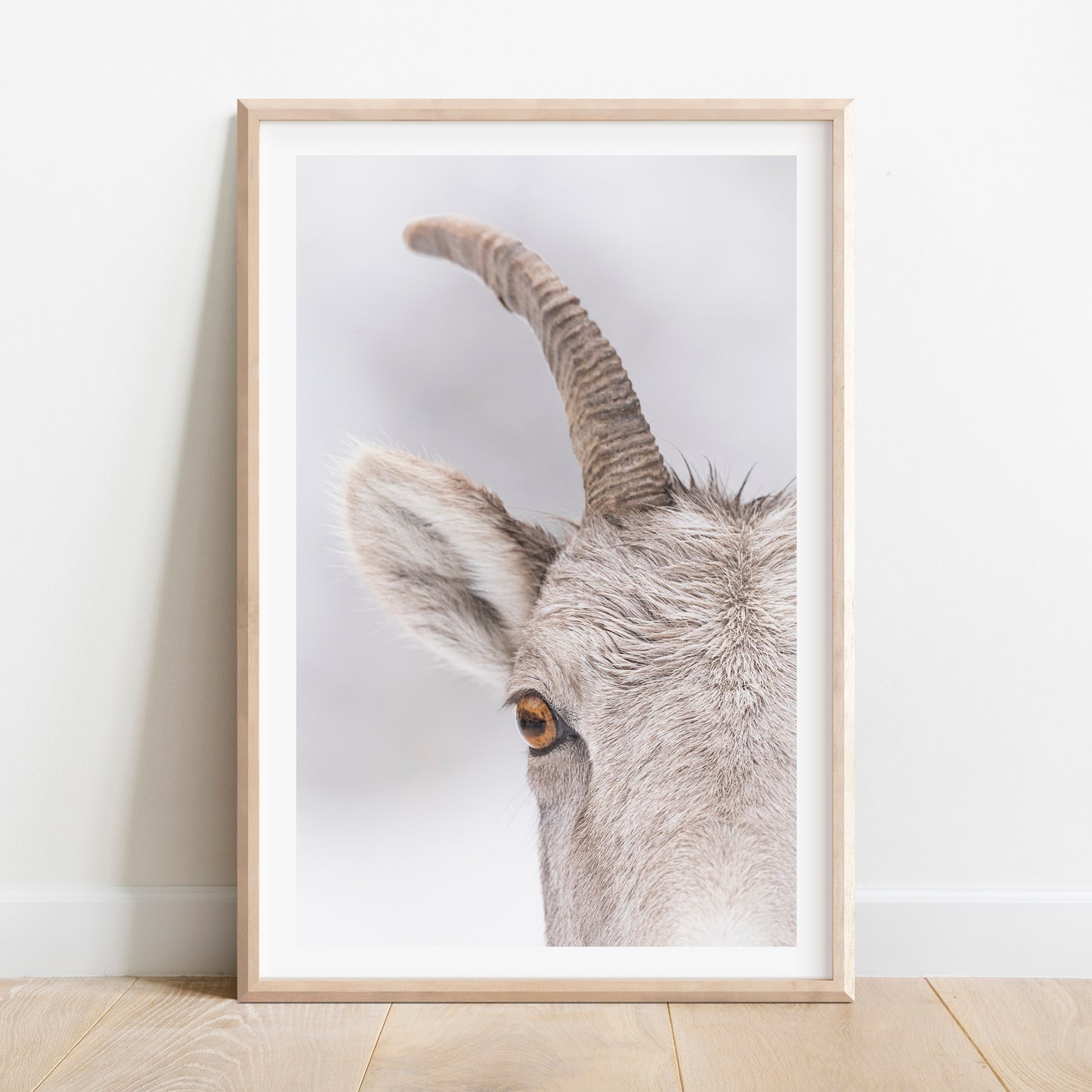 Bighorn Ewe
