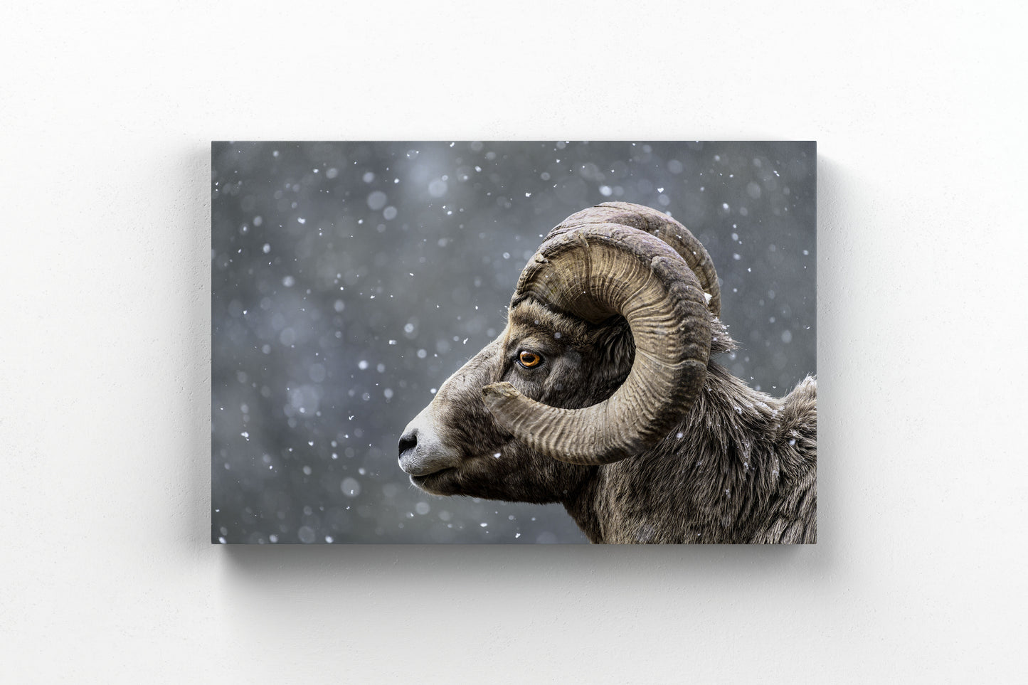 Bighorn Gaze