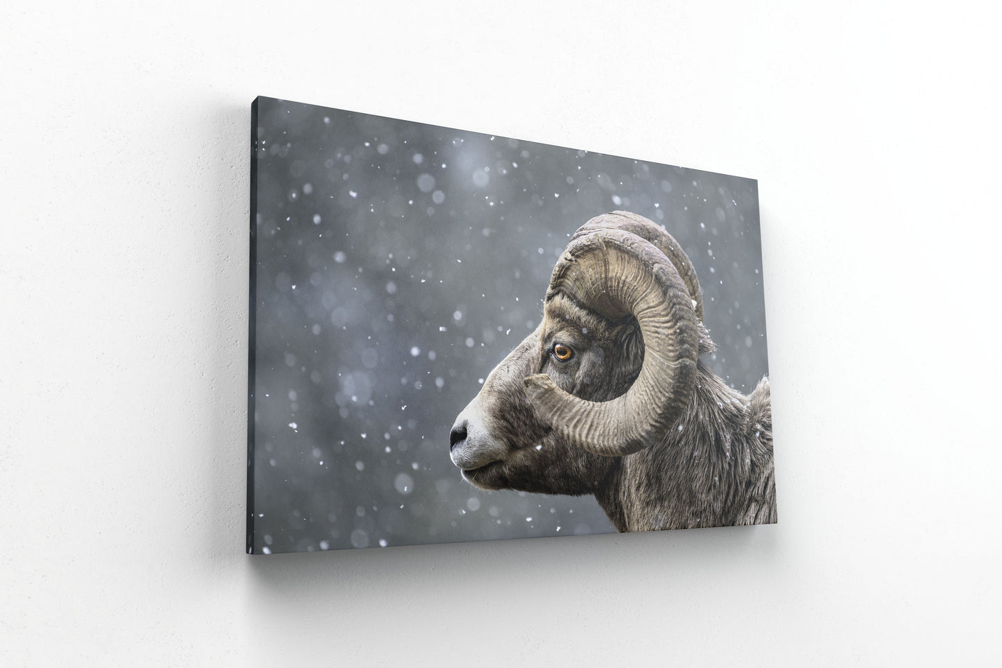 Bighorn Gaze