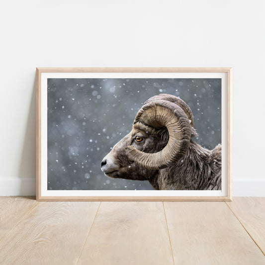Bighorn Gaze