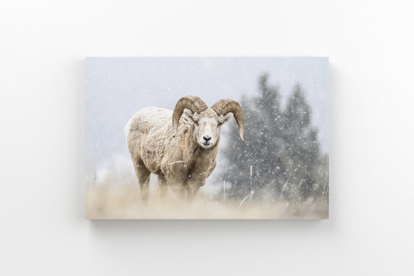 Blizzard Bighorn
