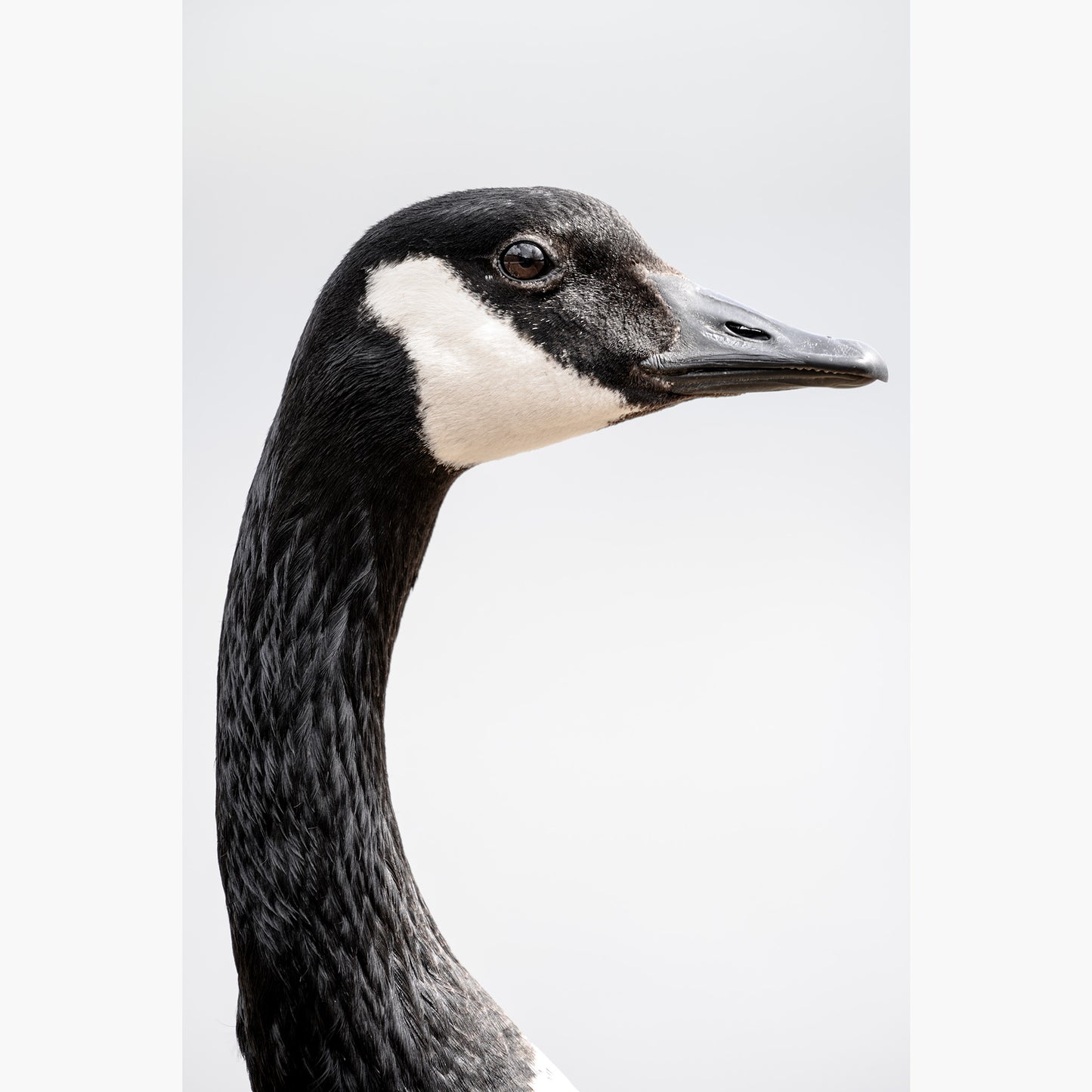 Canada Goose Portrait
