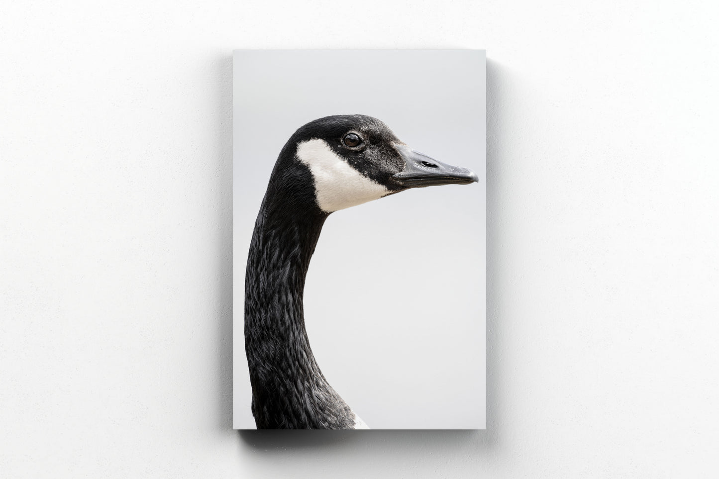 Canada Goose Portrait