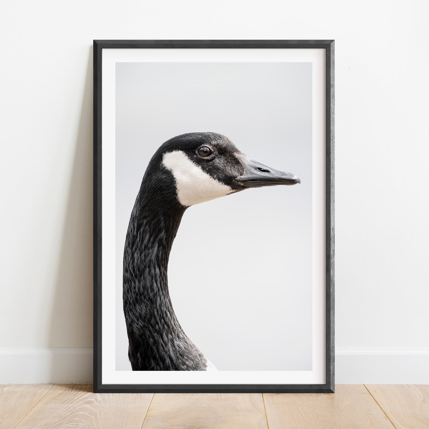 Canada Goose Portrait