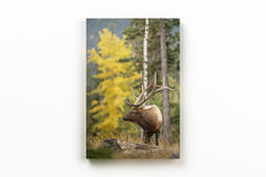 Elk in Fall Colours