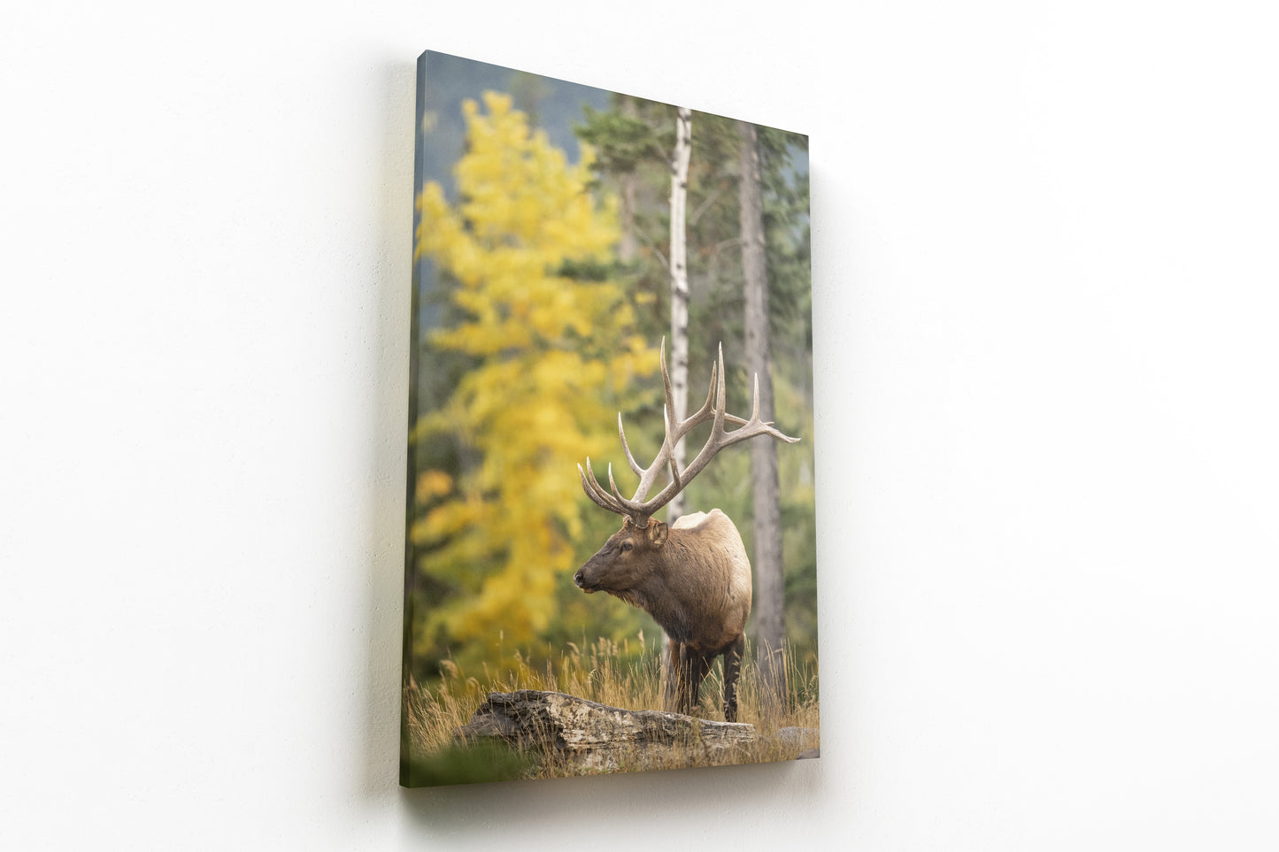 Elk in Fall Colours