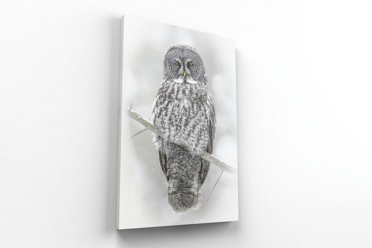 Phantom of the North