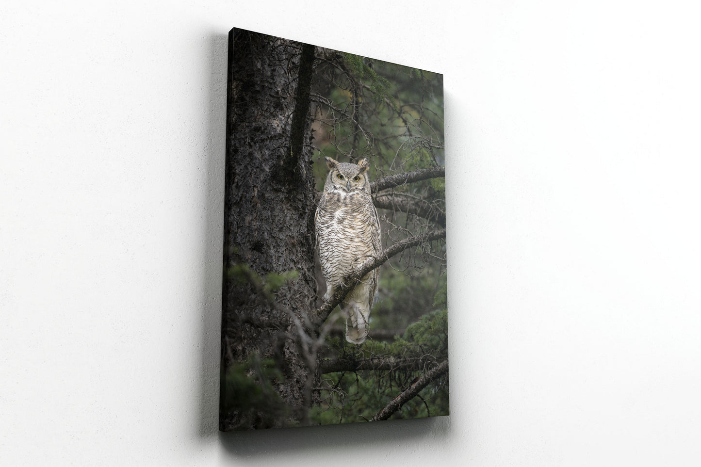 Great Horned Owl Portrait