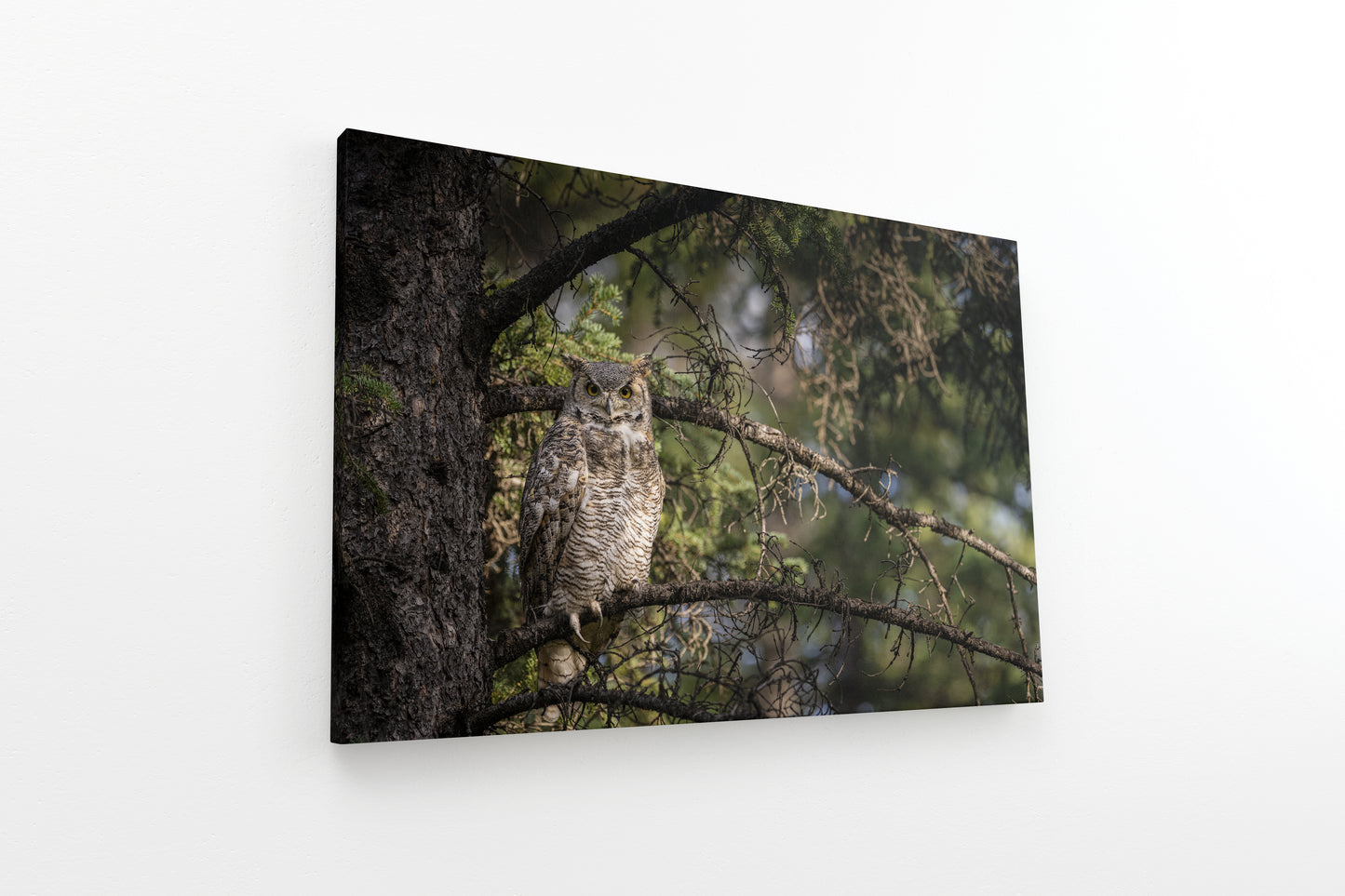 Great Horned Owl