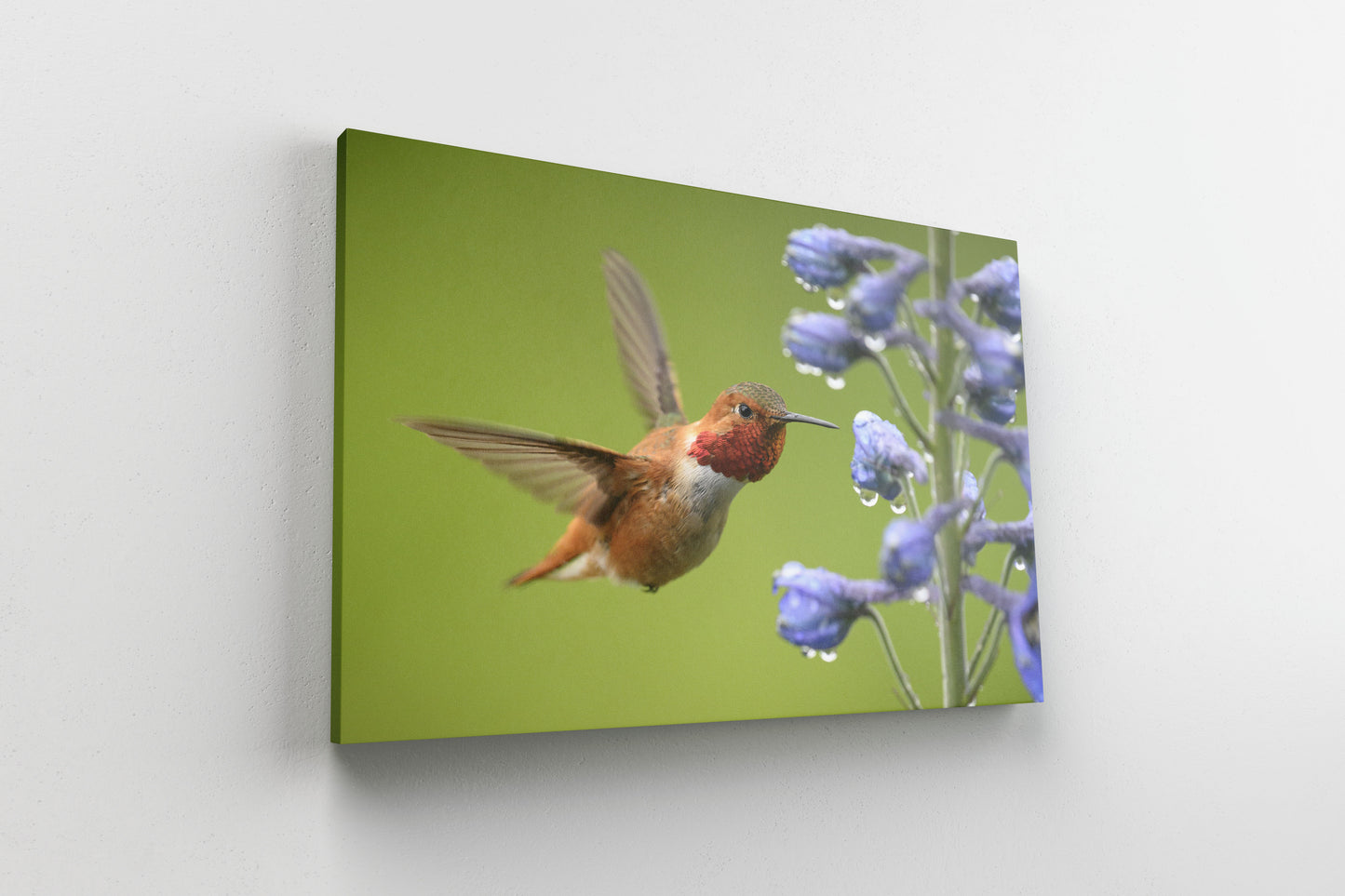 Rufous Hummingbird