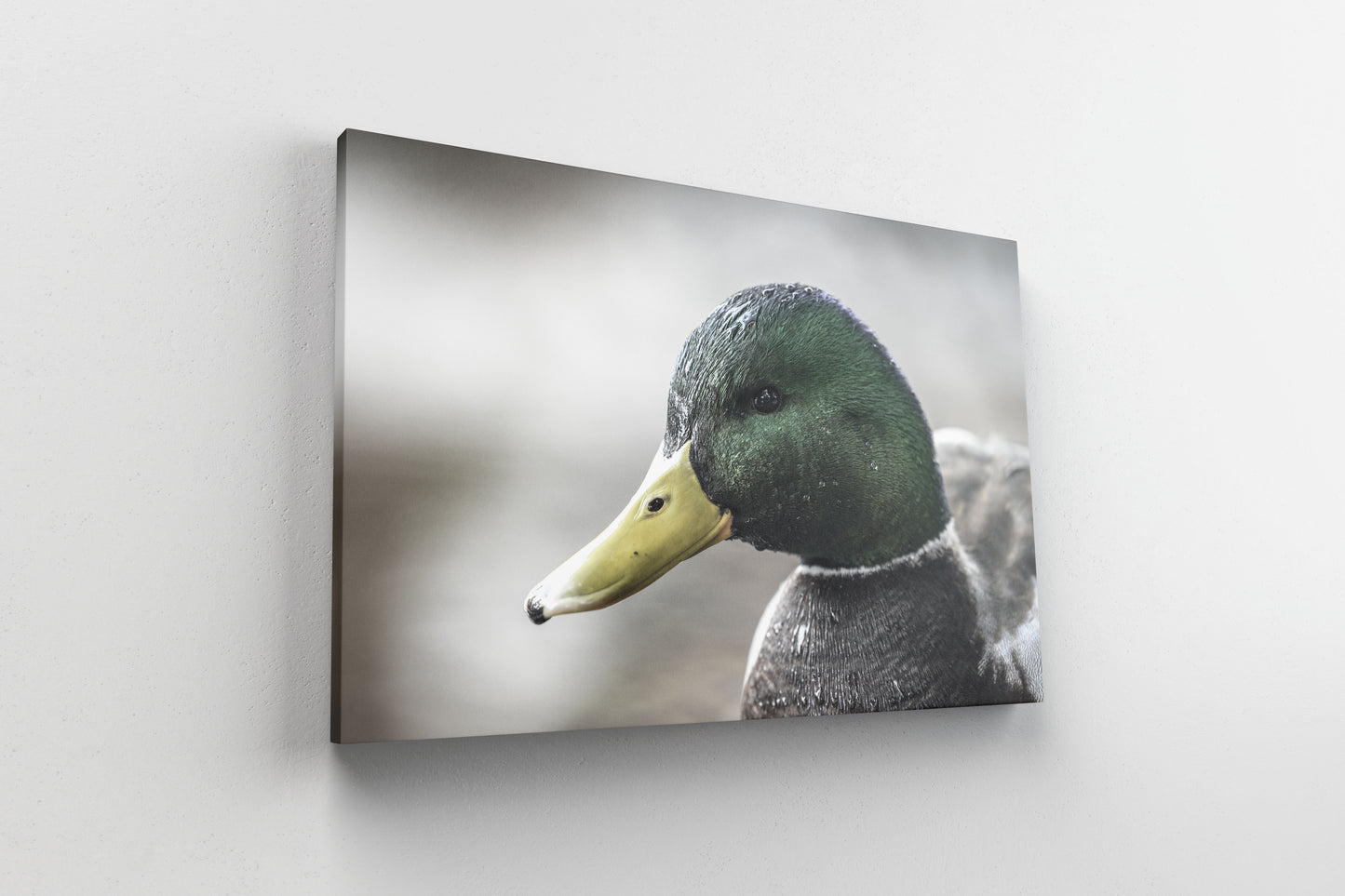 Mallard Portrait