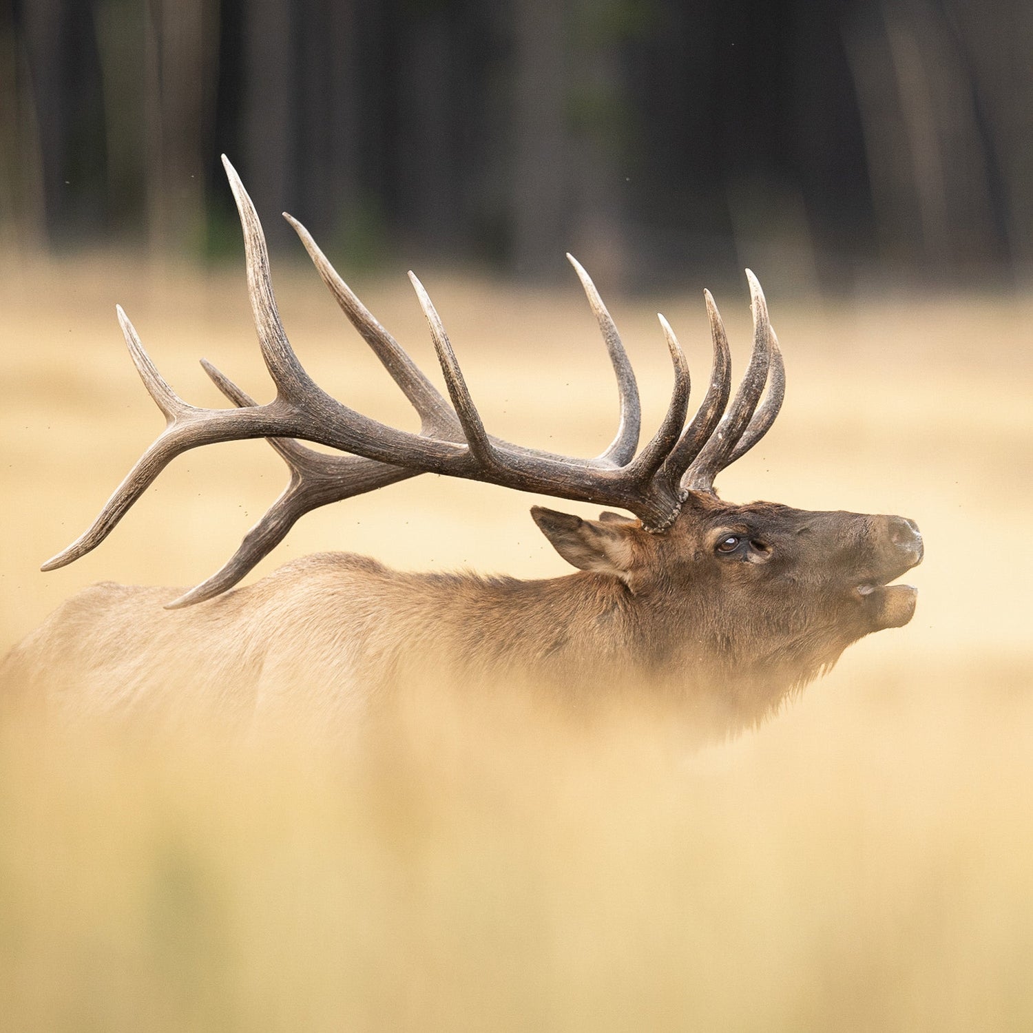 Elk