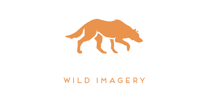 Jayden Daniels Wild imagery