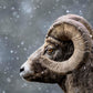 Bighorn Gaze