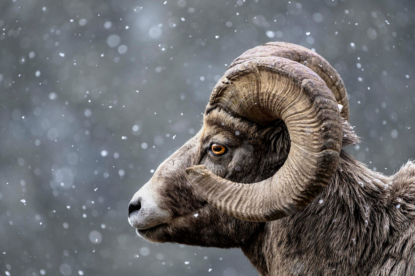 Bighorn Gaze