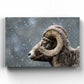 Bighorn Gaze