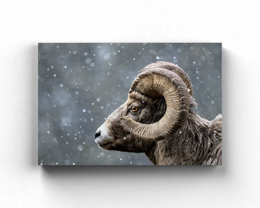 Bighorn Gaze