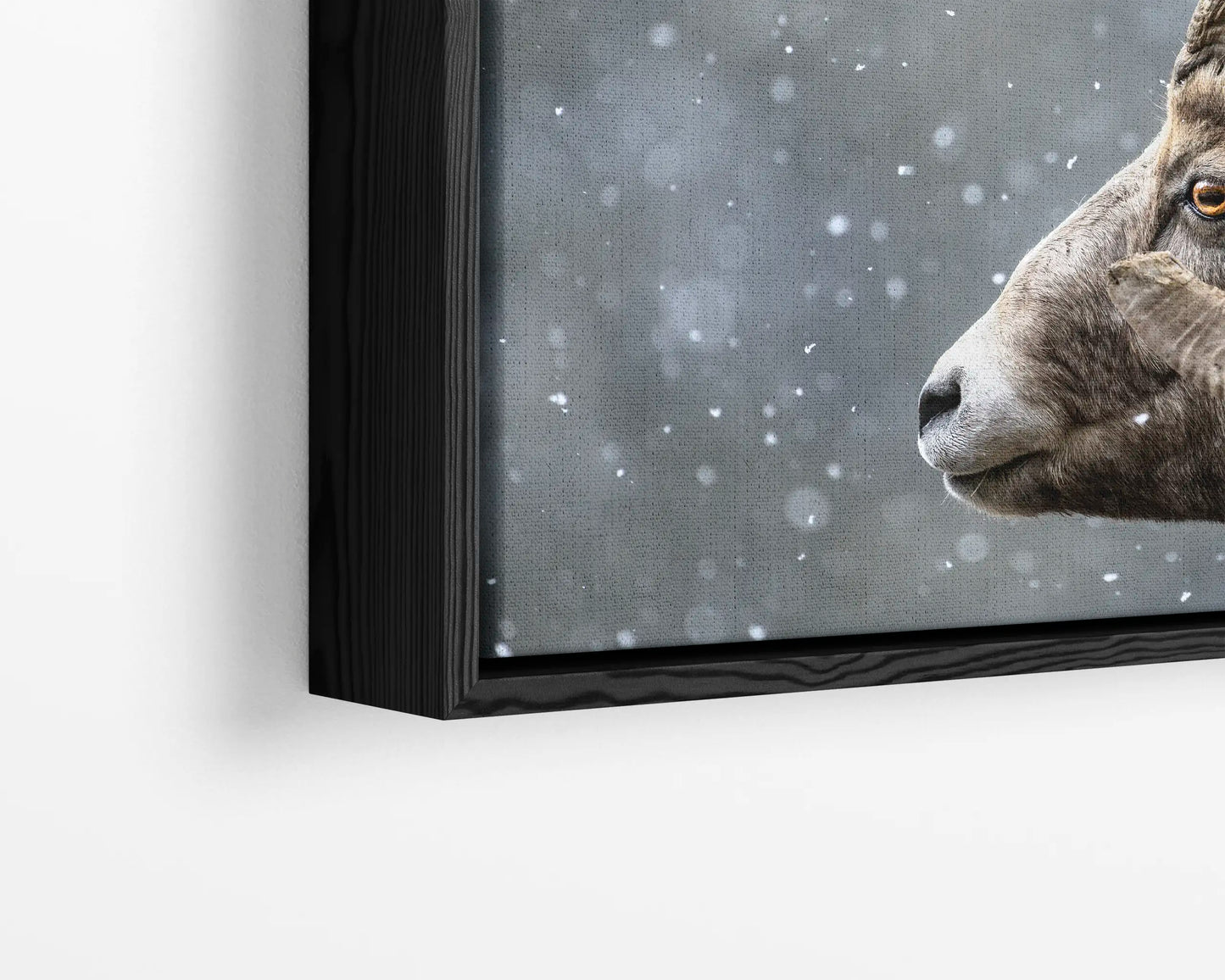 Bighorn Gaze