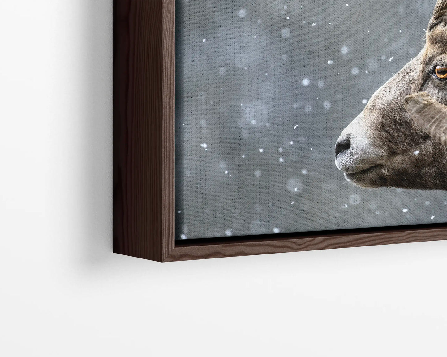 Bighorn Gaze
