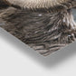 Bighorn Gaze