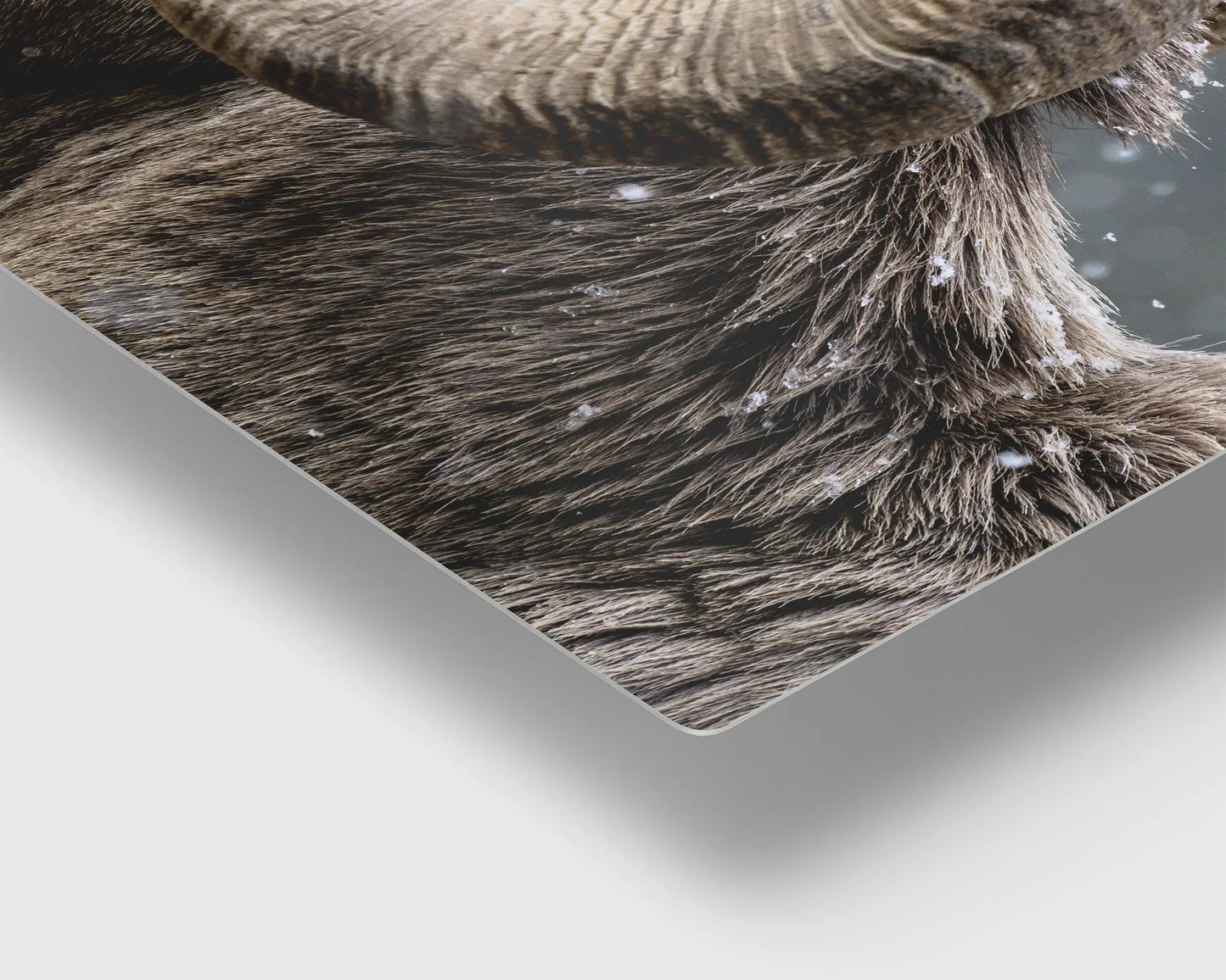 Bighorn Gaze