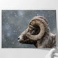 Bighorn Gaze