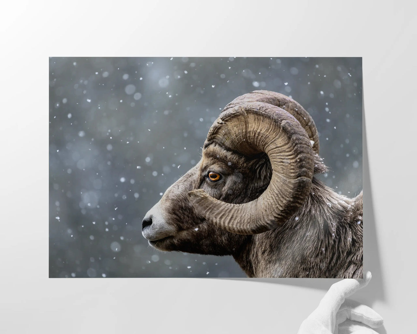 Bighorn Gaze
