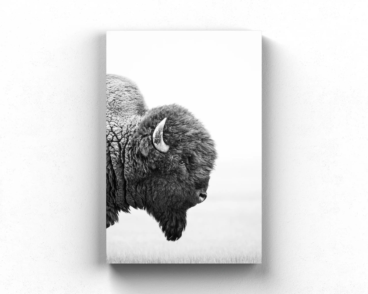 Bison's Gaze
