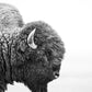 Bison's Gaze