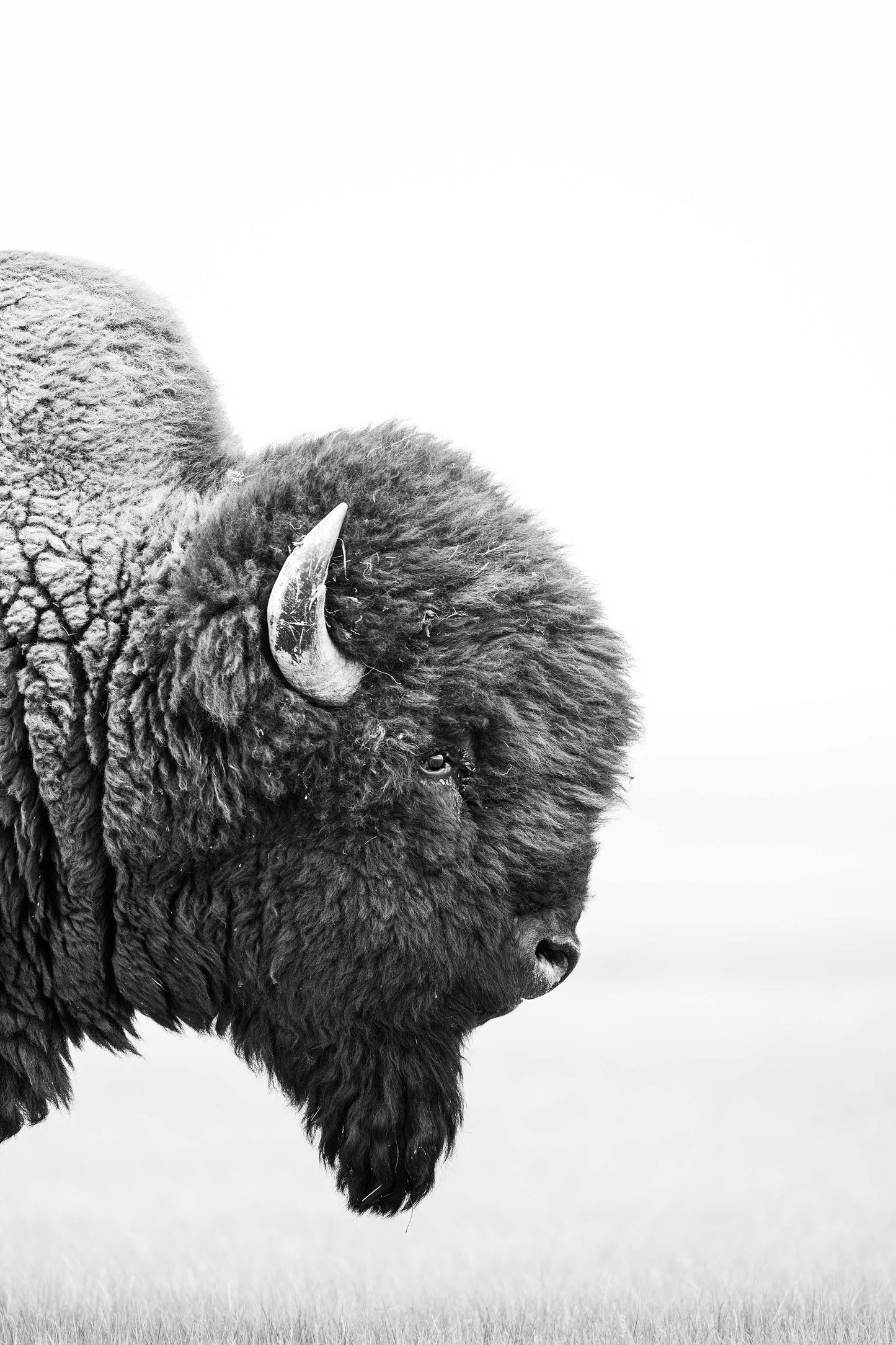 Bison's Gaze