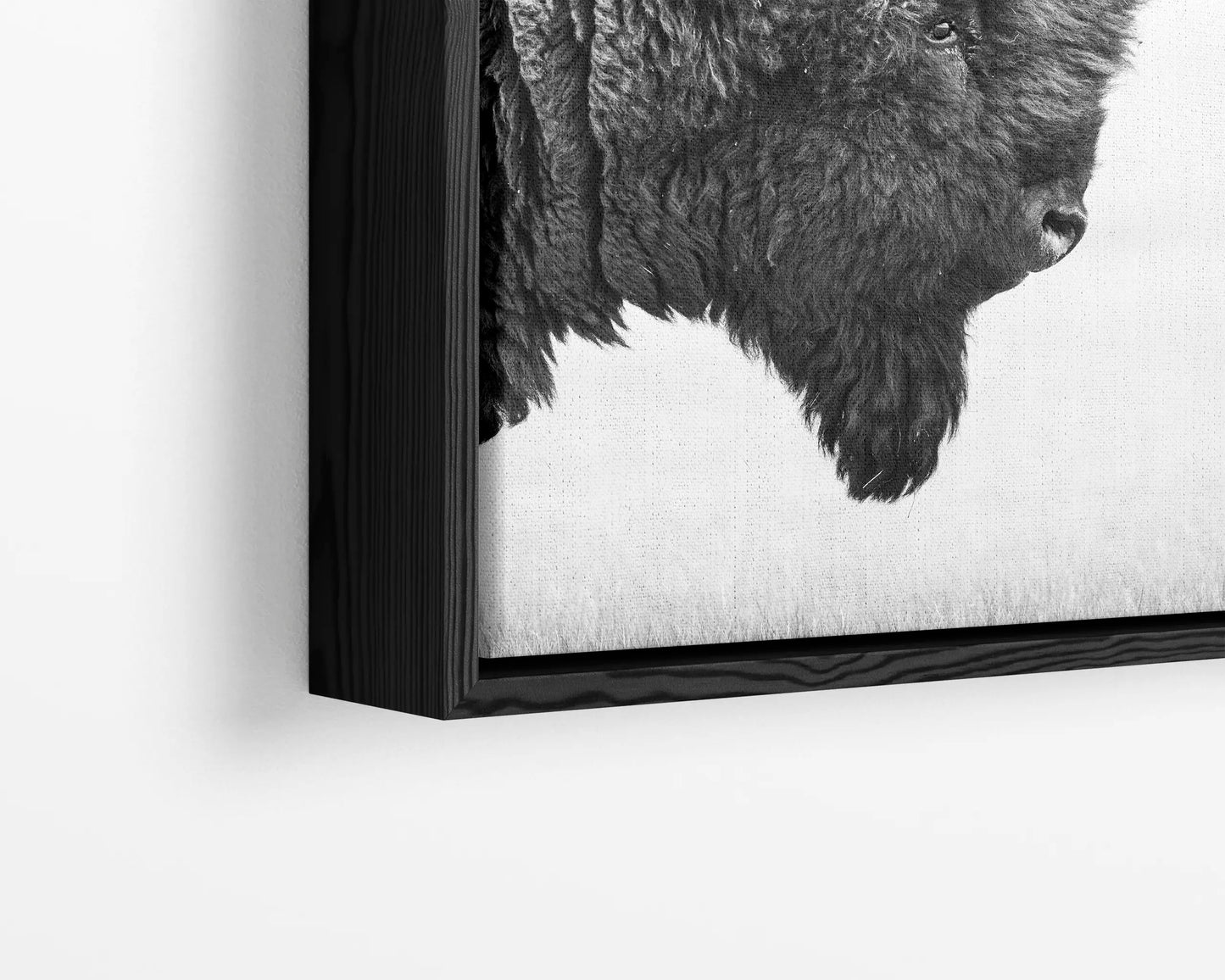 Bison's Gaze