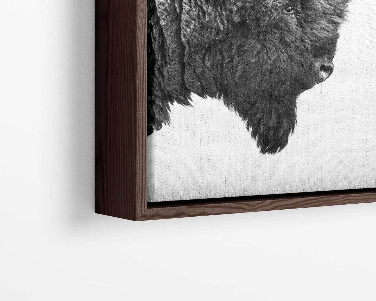 Bison's Gaze