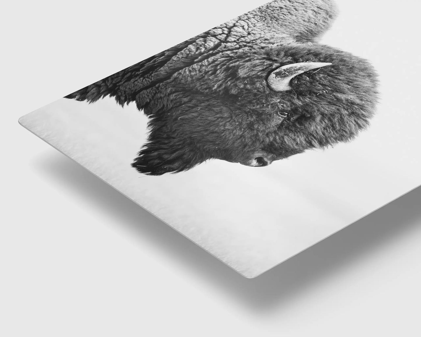 Bison's Gaze