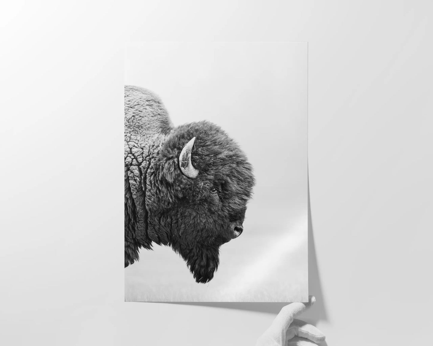 Bison's Gaze