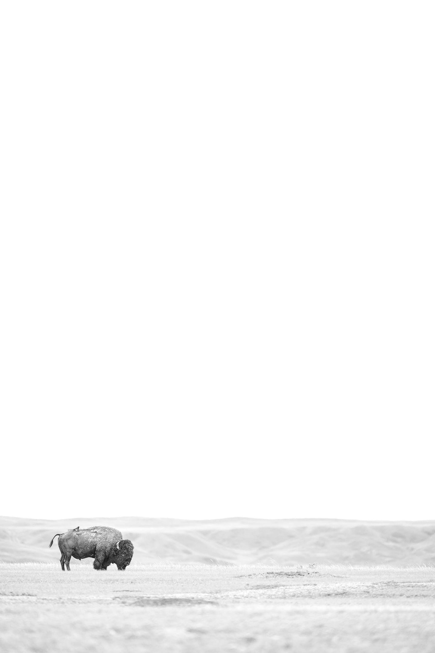 Bison & Bird