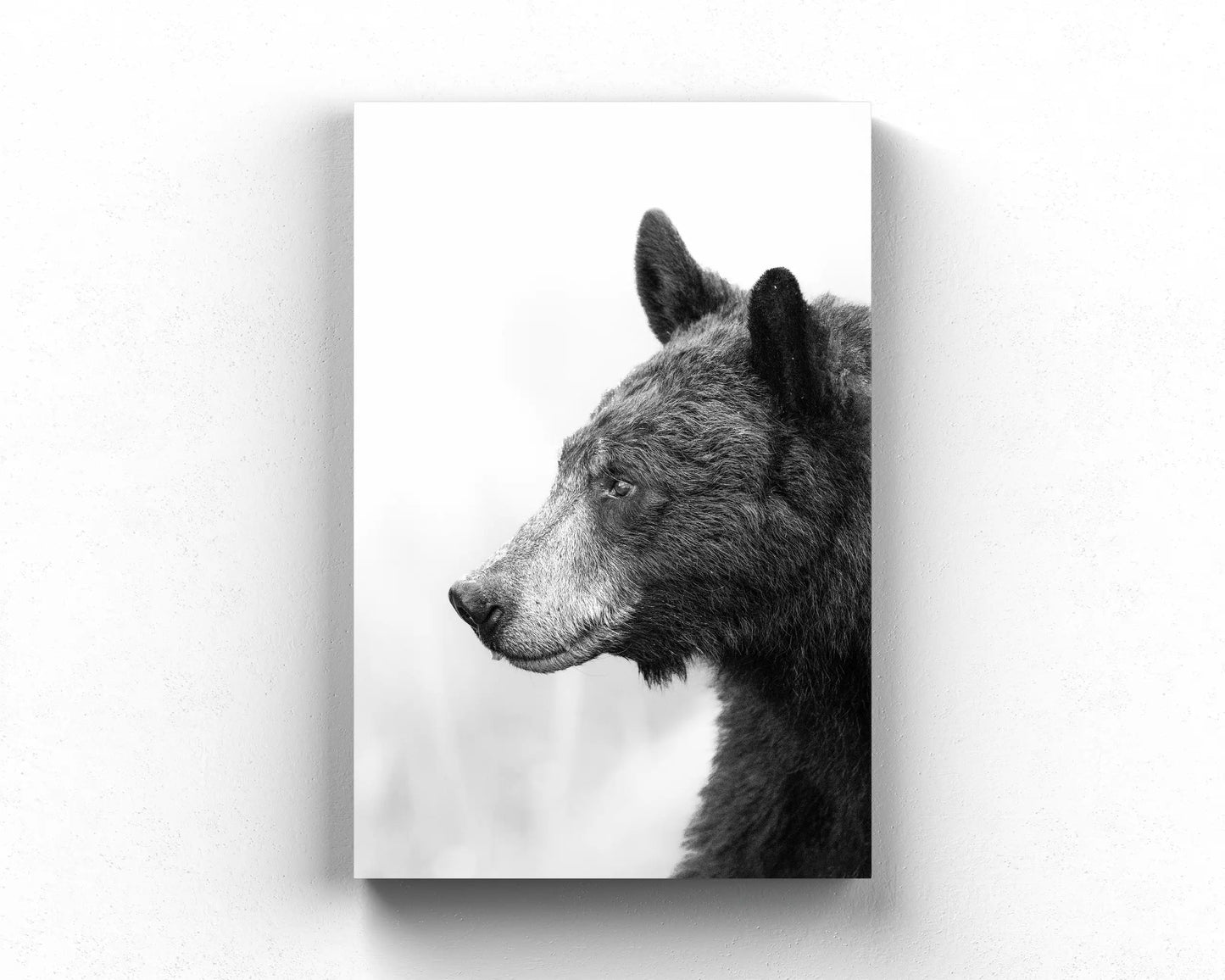 Black Bear's Gaze