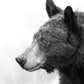 Black Bear's Gaze