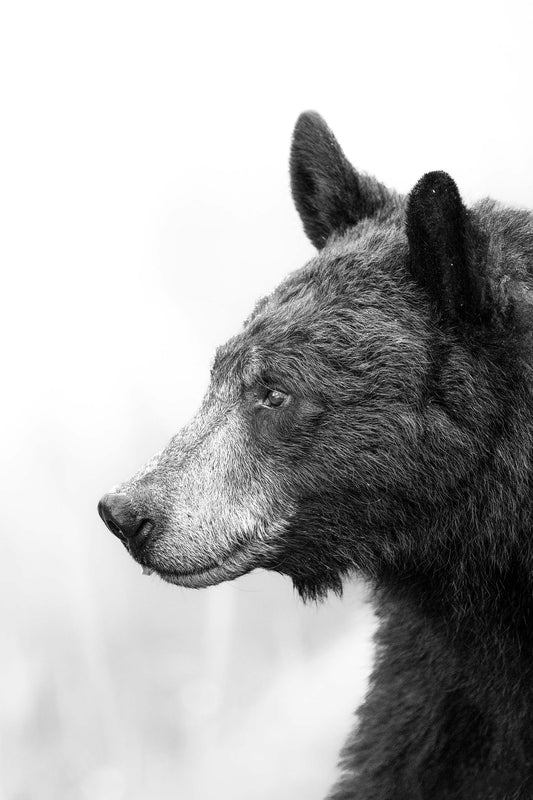 Black Bear's Gaze