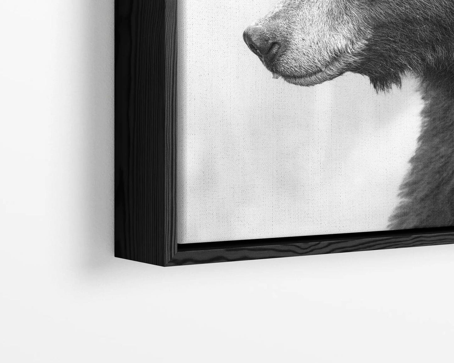 Black Bear's Gaze